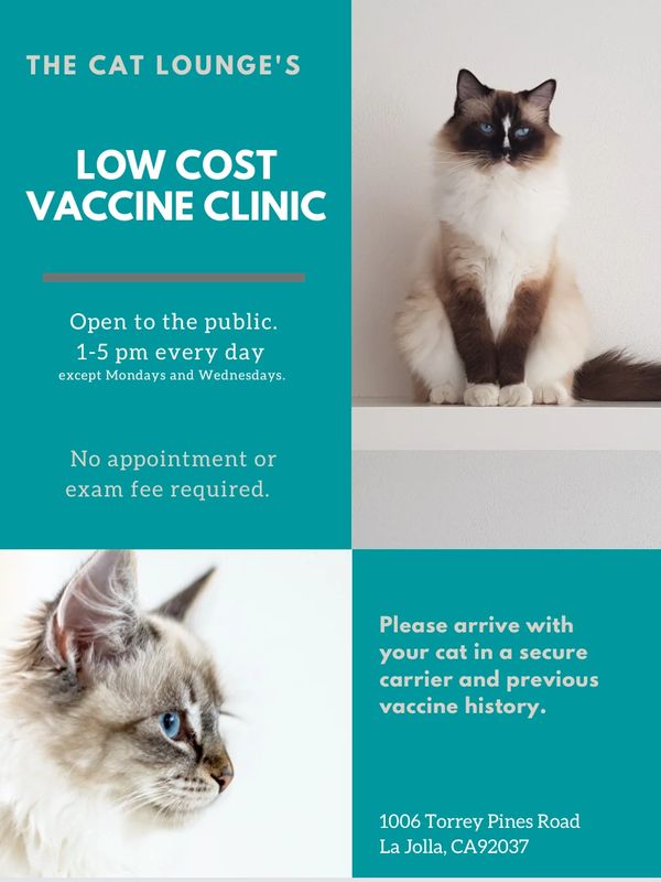 Low Cost Cat Vaccinations Kitten Shots Cat Shots The Cat Lounge